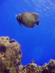 "Angel" Taken in Cozumel by Christa Loustalot 